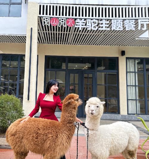 羊驼便利店的标志是什么？羊驼便利店有哪些特色服务？