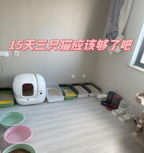 猫粮如何正确放置在猫砂盆中？避免猫砂混入的方法是什么？