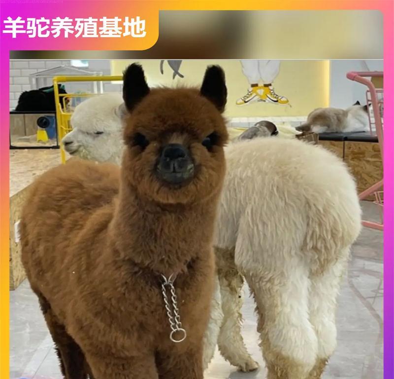 羊驼在哪里可以购买？有哪些可靠的卖家推荐？