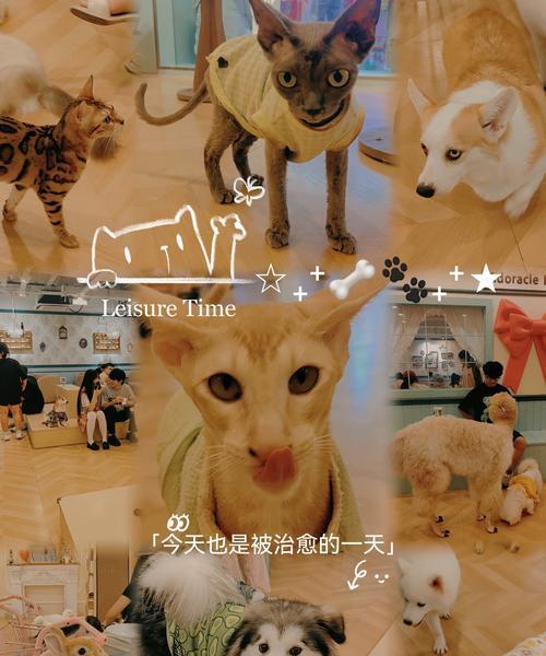 接触羊驼后手部过敏怎么办？有哪些预防措施？