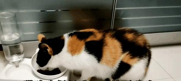 猫粮掉落时猫的反应是怎样的？