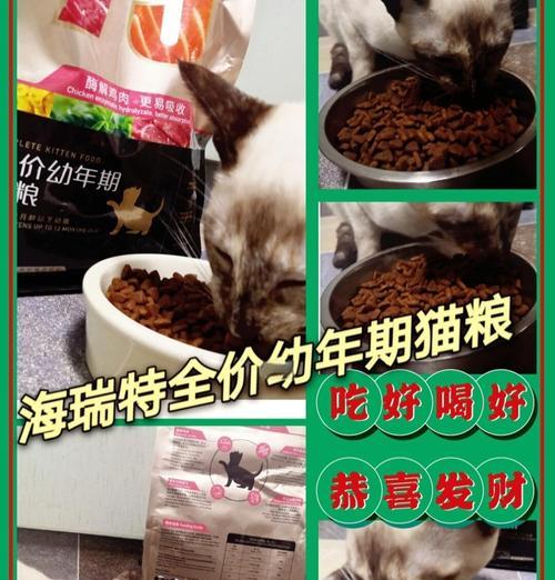 猫咪如何正确食用干饭猫粮？