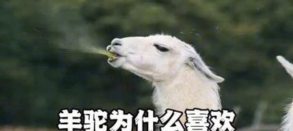 羊驼吐口水到嘴里代表什么？这种行为有何含义？