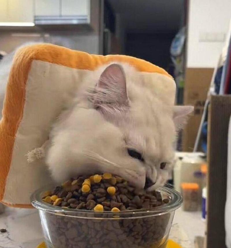 猫吃猫粮嘴变红是正常现象吗？