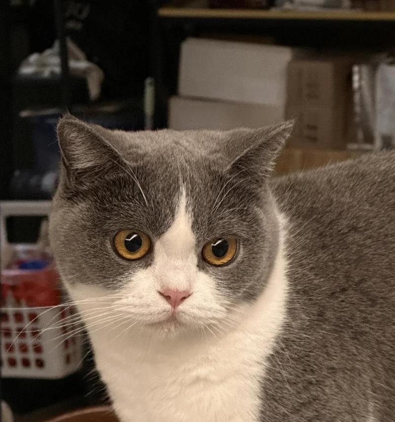 猫吃猫粮嘴变红是正常现象吗？