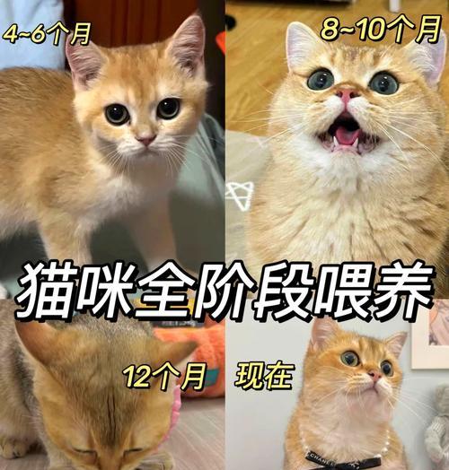 猫粮中的玉米粉有何作用？它对猫咪健康有何影响？