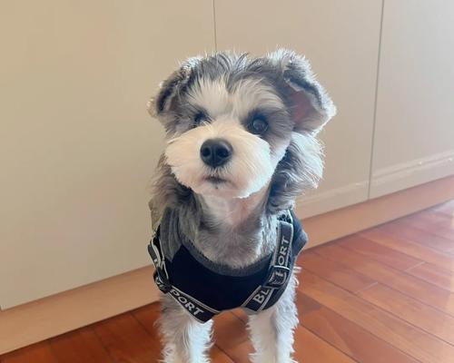 雪纳瑞衣服在中国的售价是多少？