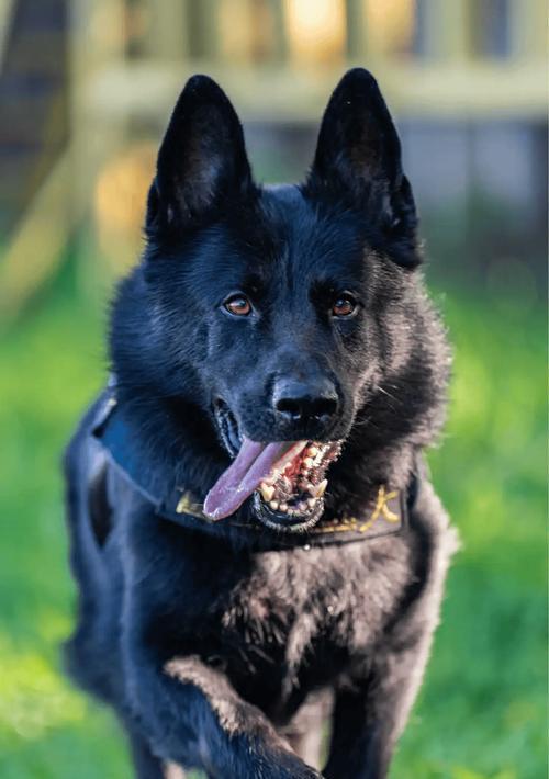小德牧幼崽警犬能养吗多少钱