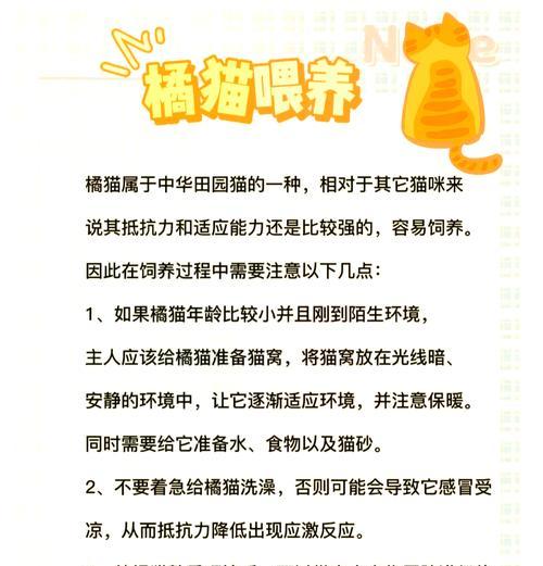 橘猫可以吃普通猫粮吗？如何喂食？