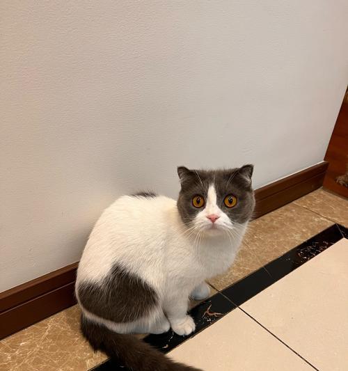 人吃猫粮真的会瘦吗？