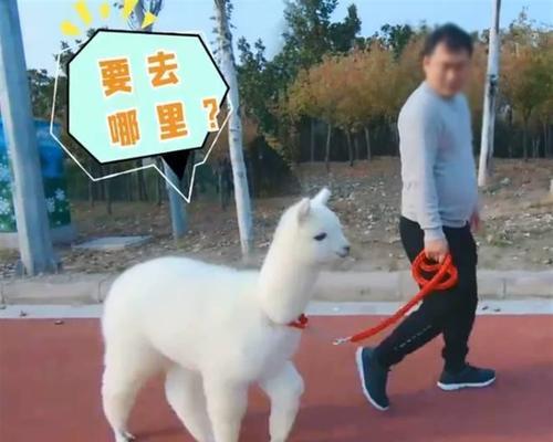羊驼荧光牵引绳怎么用的？使用时需要注意什么？