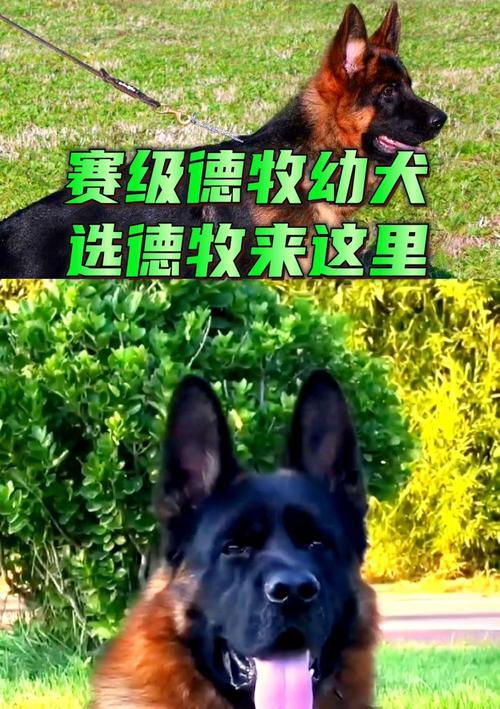 德牧肩高多少才算大骨架？如何判断？