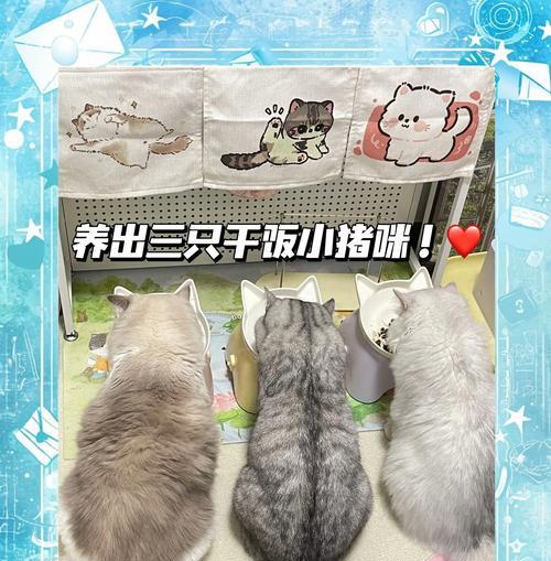 博玛猫粮不被猫咪接受的原因是什么？