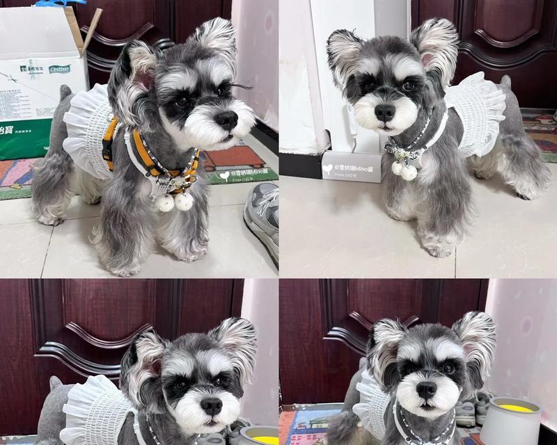 雪纳瑞2千买贵了多少钱？