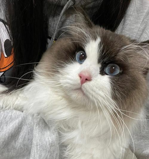 布偶猫脱毛期是什么时候？如何正确使用脱毛期产品？