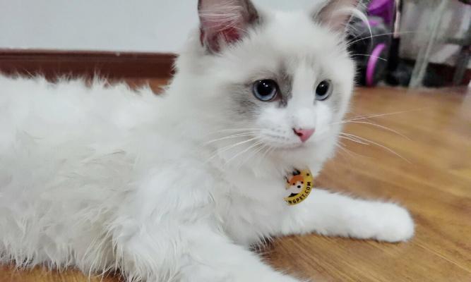 布偶猫脱毛期是什么时候？如何正确使用脱毛期产品？