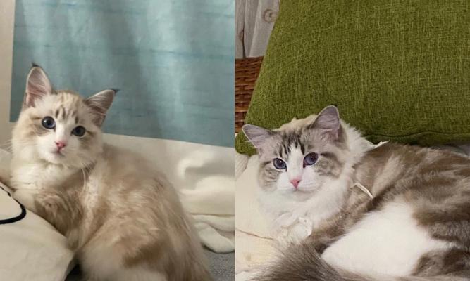 布偶猫脱毛期是什么时候？如何正确使用脱毛期产品？