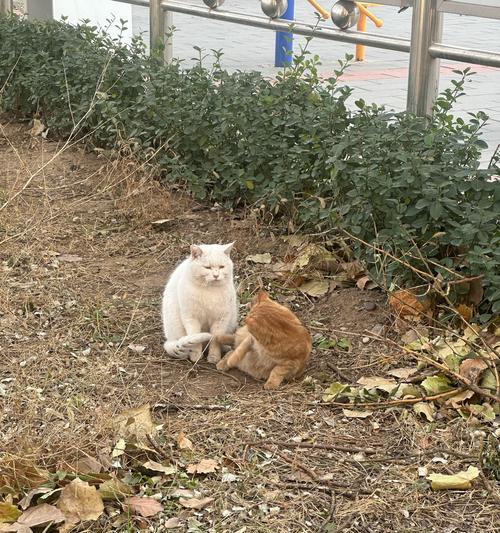 街猫缺少食物时应如何提供帮助？