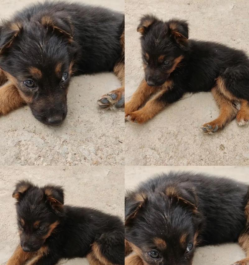 两个月大的德牧幼犬体重正常范围？