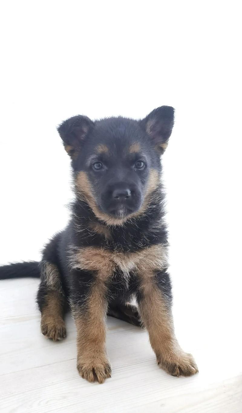 两个月大的德牧幼犬体重正常范围？