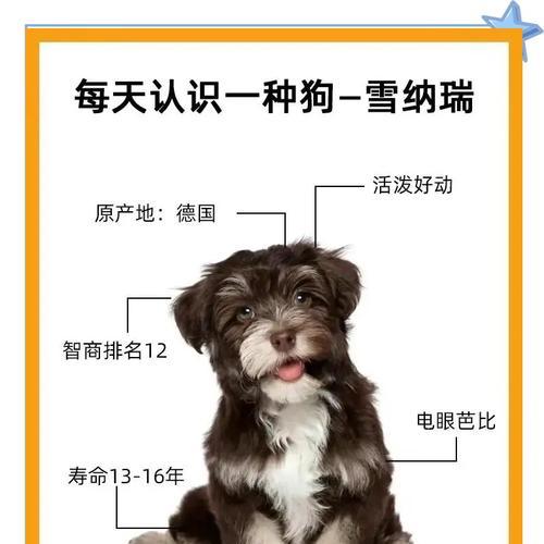 雪纳瑞在什么温度下需要穿衣服？如何判断穿衣需求？