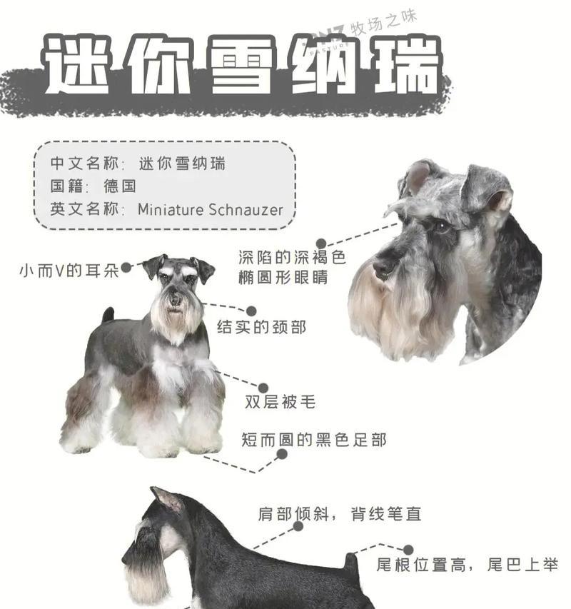 雪纳瑞在什么温度下需要穿衣服？如何判断穿衣需求？