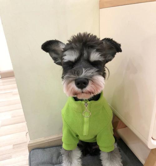 雪纳瑞在什么温度下需要穿衣服？如何判断穿衣需求？