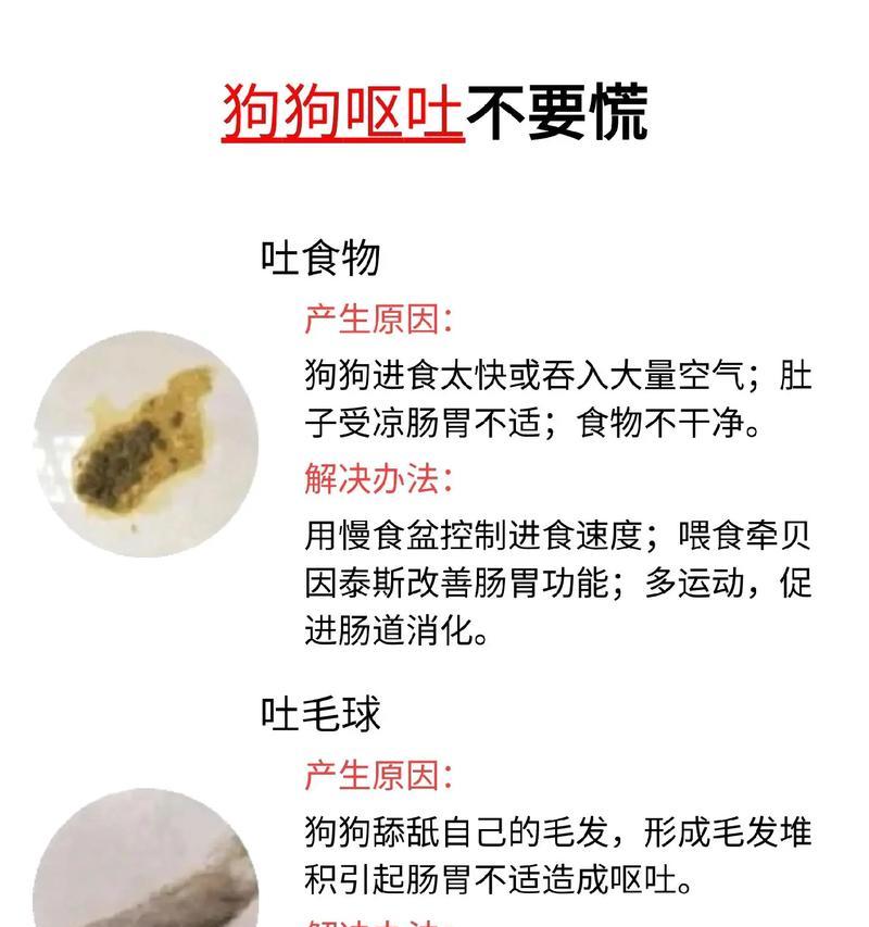 狗吐粮不吃怎么办？可能的原因和处理方法？