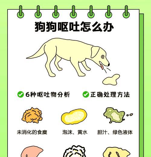 狗吐粮不吃怎么办？可能的原因和处理方法？