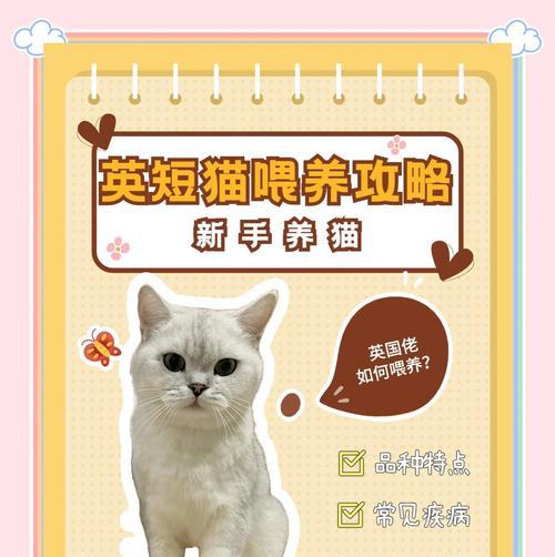 猫吃什么猫粮均衡？如何选择适合猫咪的猫粮？