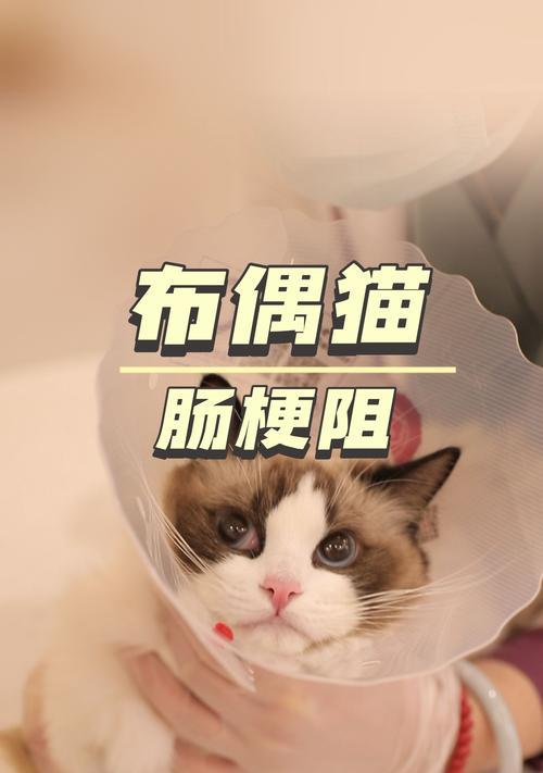 布偶猫抽搐口吐白沫是什么原因？