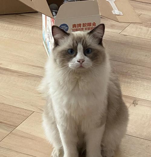 布偶猫抽搐口吐白沫是什么原因？