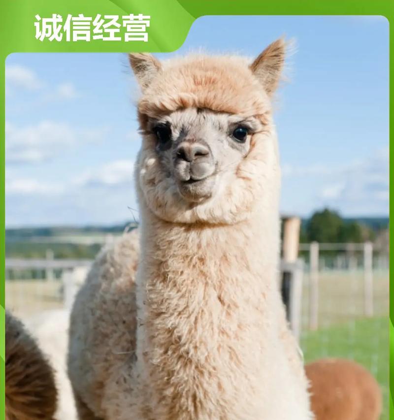 羊驼肉为何不常见于餐桌？其稀有程度如何？