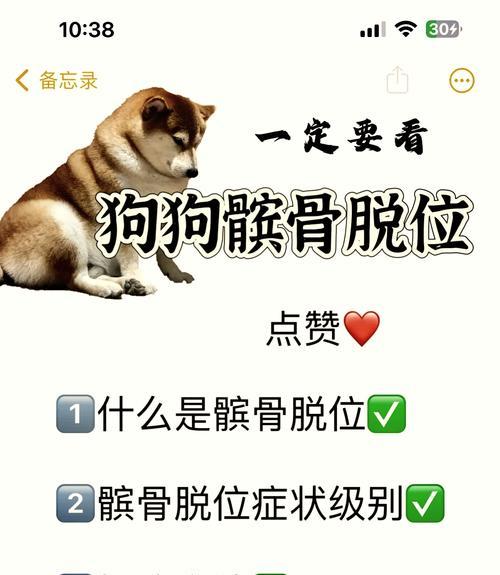 德牧髌骨护理的费用是多少？