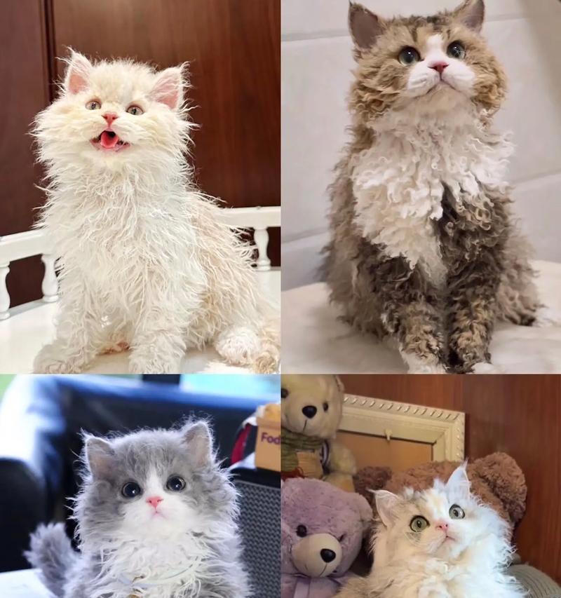 塞凯品牌猫粮的特点是什么？适合哪些类型的猫咪？