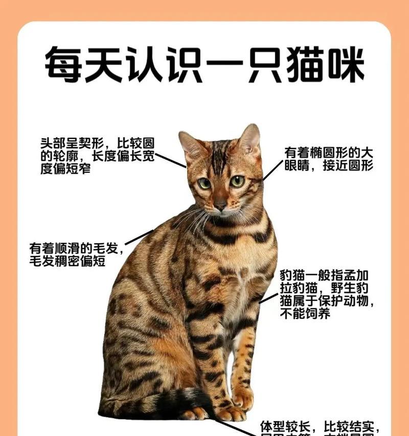 豹猫无奶可吃什么猫粮好？如何为豹猫选择合适的猫粮？