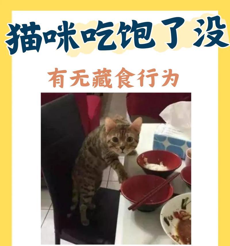 小猫吃完猫饭后拒食猫粮？如何解决？