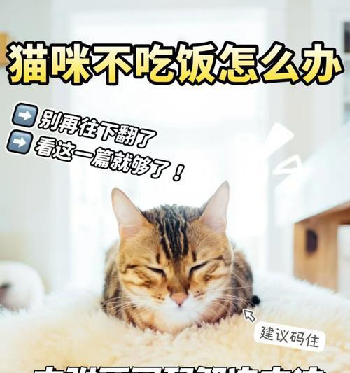 小猫吃完猫饭后拒食猫粮？如何解决？