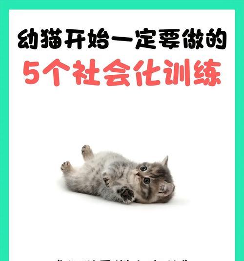 三尾猫寻找猫粮困难吗？如何训练它？