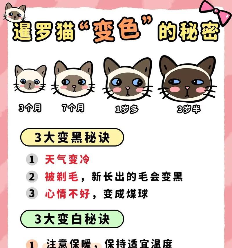 暹罗猫六个月大时应如何喂食猫粮？有哪些特别需求？