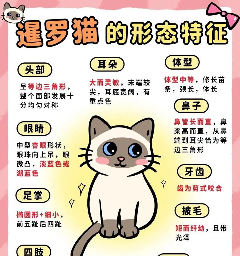 暹罗猫六个月大时应如何喂食猫粮？有哪些特别需求？
