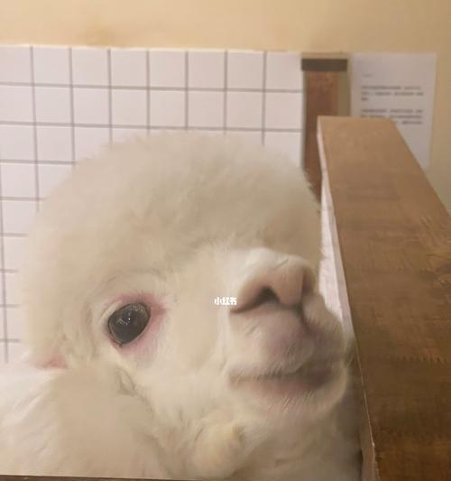 买纸送羊驼纸好不好呀怎么看？买纸送羊驼纸的选购技巧是什么？