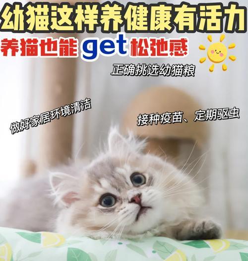 野猫没有猫粮应该喂它什么