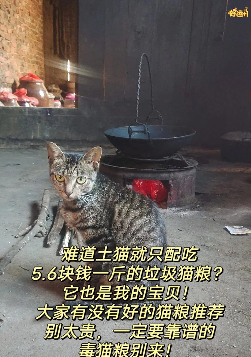 野猫没有猫粮应该喂它什么