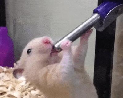 仓鼠可以吃火腿肠吗？