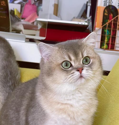猫咪吃猫粮后变粗的原因是什么？