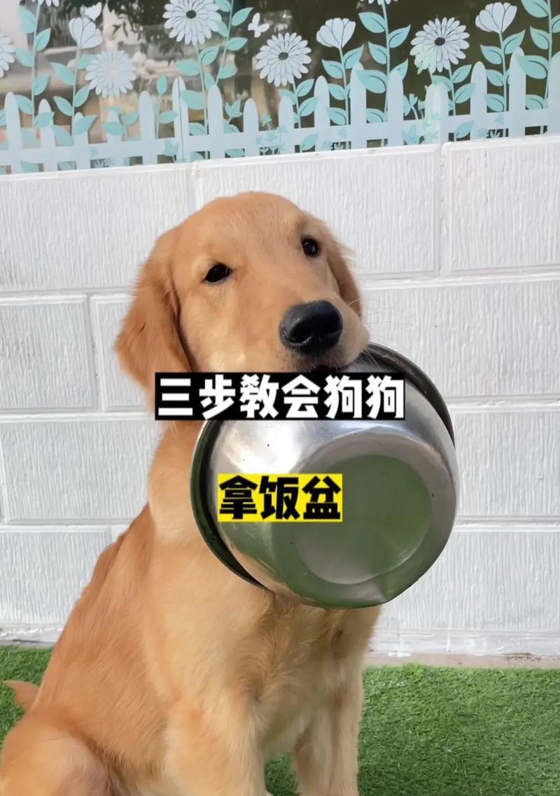 大狗饭盆防漏粮的清洗方法是什么？如何保持饭盆卫生？