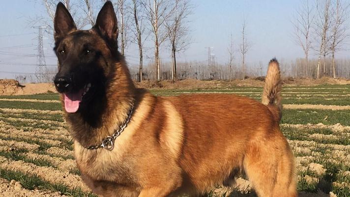 小马犬可以吃猫粮吗？正确的喂养方法是什么？