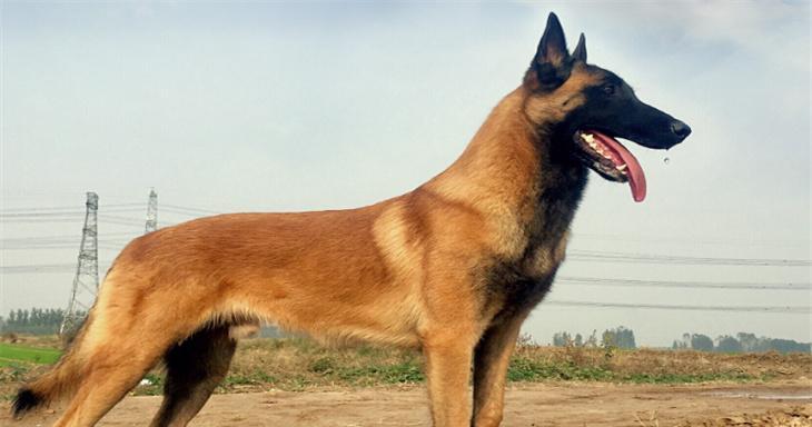 小马犬可以吃猫粮吗？正确的喂养方法是什么？