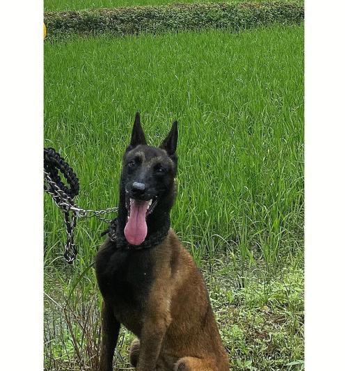 小马犬可以吃猫粮吗？正确的喂养方法是什么？